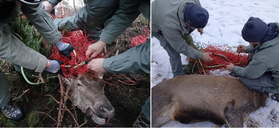 Un cervo resta impigliato con il palco in una rete, salvato dai forestali